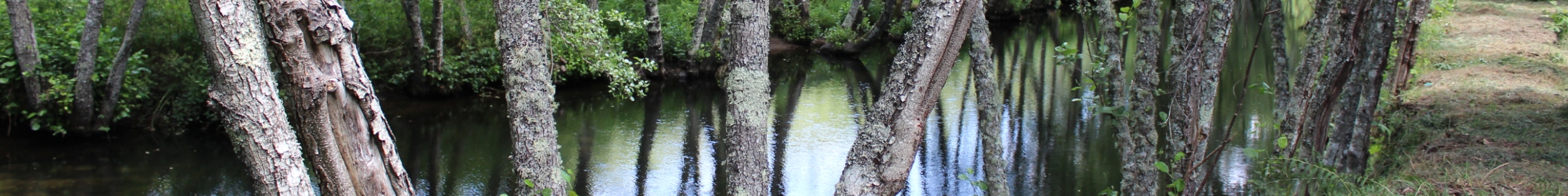 Rio Dão